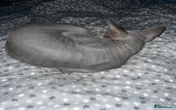 Sphynx cats for sale: Gizmo - Image 4