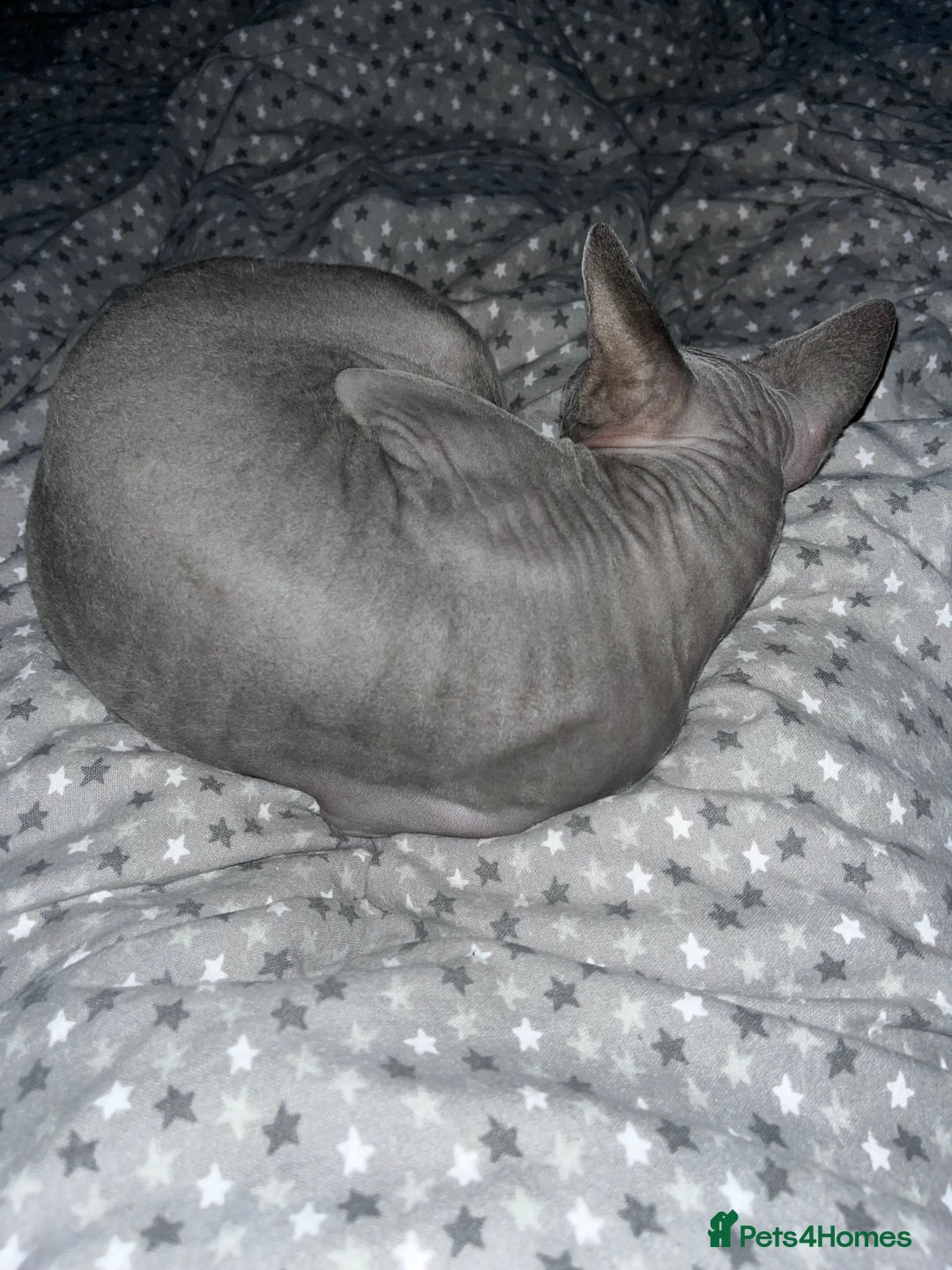 Sphynx cats for sale: Gizmo - Image 4