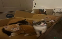 Mixed Breed cats for sale: 6 beautiful kittens for sale  - Image 8