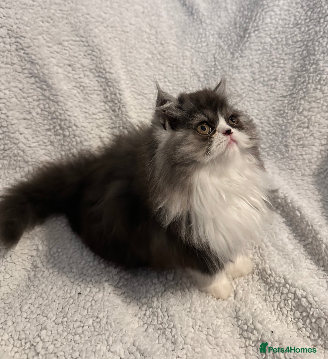 Persian cats for sale: Stunning fluffy Persian baby💗 - Advert 6