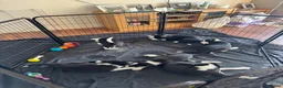 Border Collie dogs for sale: Puppies for sale  - Advert 2