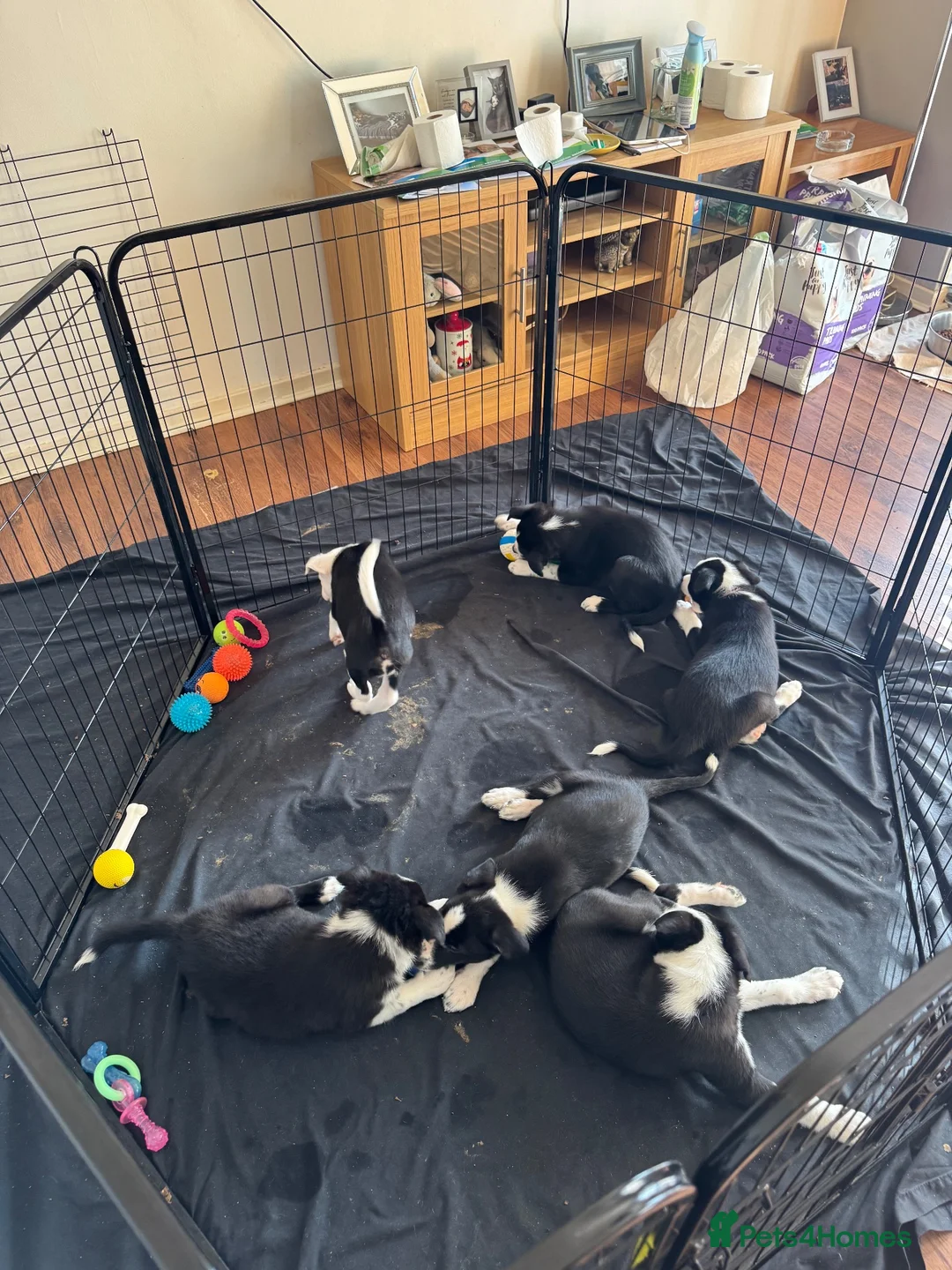 Border Collie dogs for sale: Puppies for sale  - Advert 2