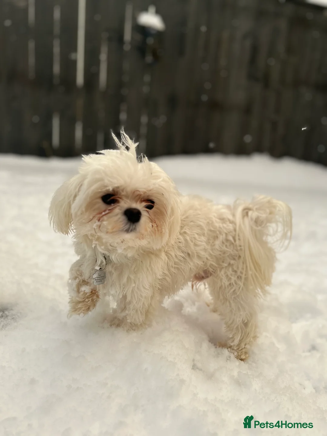 Maltese dogs for stud: Fabulous proven miniature Maltese for stud 🌟 in South Shields - Advert 14