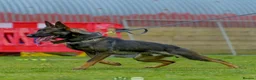 Belgian Shepherd Dog dogs for sale: EXCEPTIONAL WORKING LINE SHEPHERDS! - Advert 5
