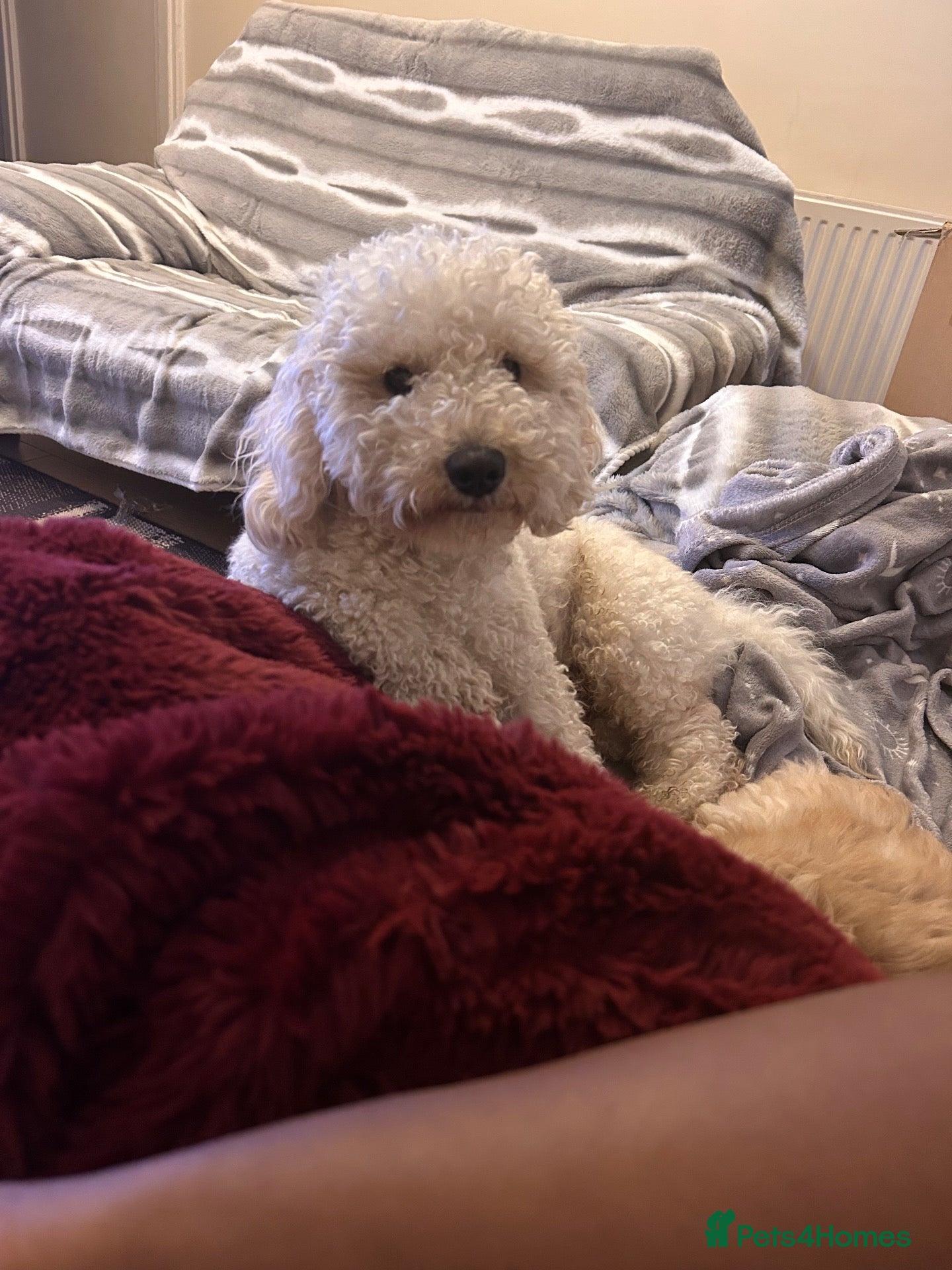 Mixed Breed dogs Polly - Advert 1