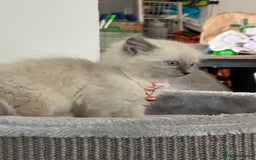 Ragdoll cats for sale: Adorable Ragdoll baby’s  - Image 16