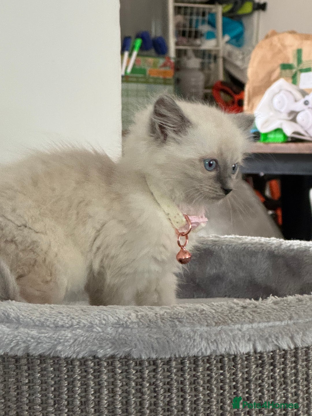 Ragdoll cats for sale: Adorable Ragdoll baby’s  - Image 16