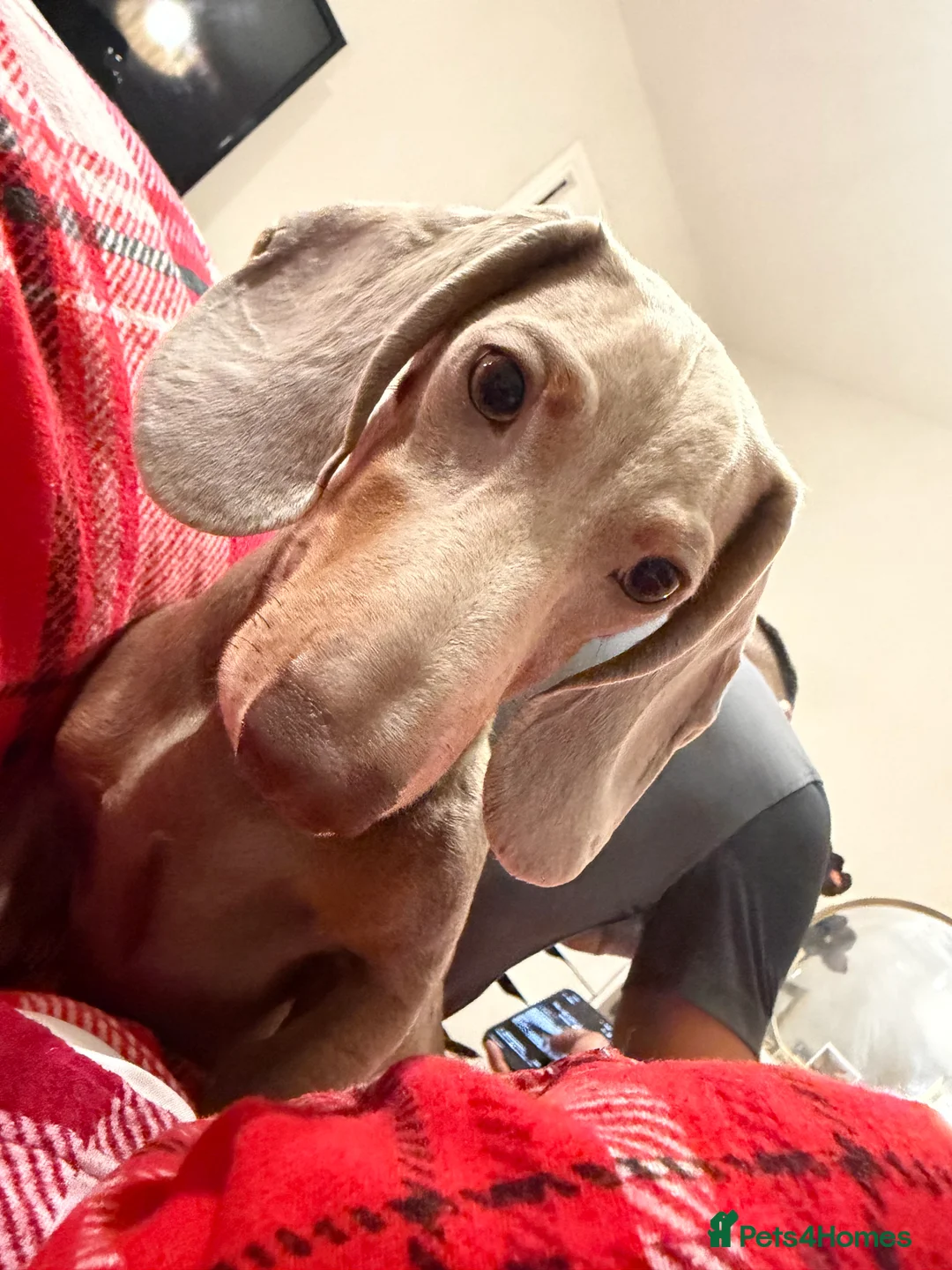 Miniature Dachshund dogs for sale: 7 month old miniature dachshund  - Advert 5
