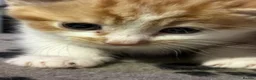 Mixed Breed cats for sale: Kittens  in New Malden - Advert 8