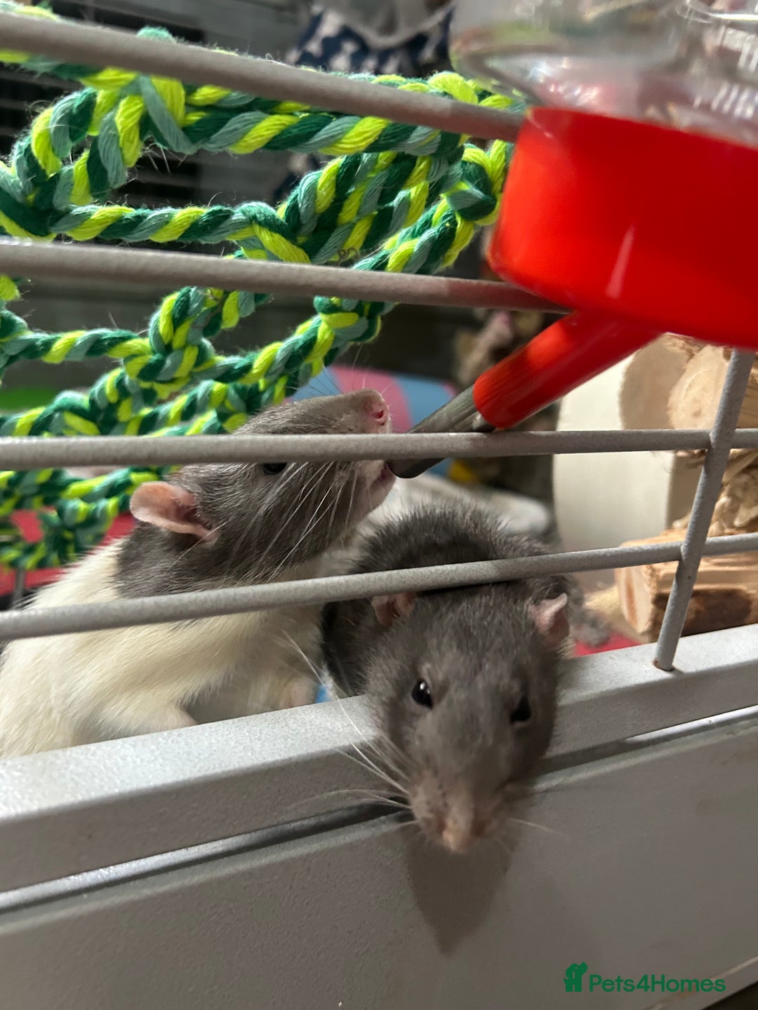 Rat rodents for sale: Adorable Male Rats Looking for a Loving Home - Image 8