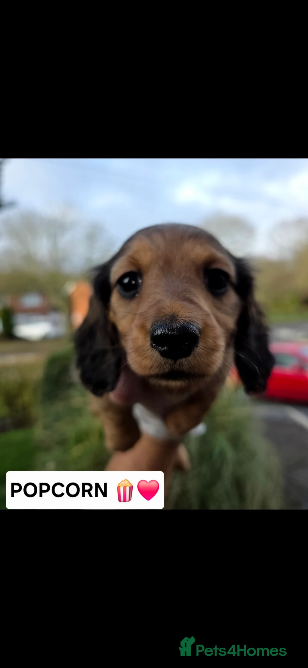 Miniature Dachshund dogs for sale: LONG HAIRED MINIATURE DACHSHUND'S LITTER ❤️❤️ - Advert 11