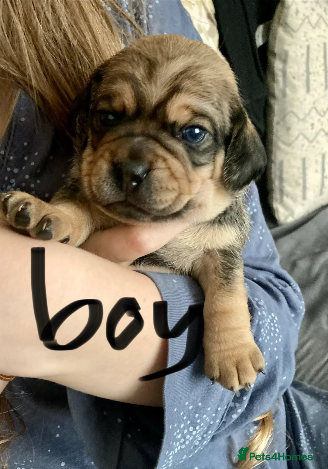 Mixed Breed dogs for sale: Beautiful Daug puppies  - Advert 2