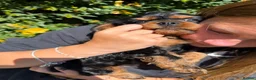 Cavalier King Charles Spaniel dogs for sale: HEART, EYE and DNA Tested Black and Tan boy  in Chard - Advert 8