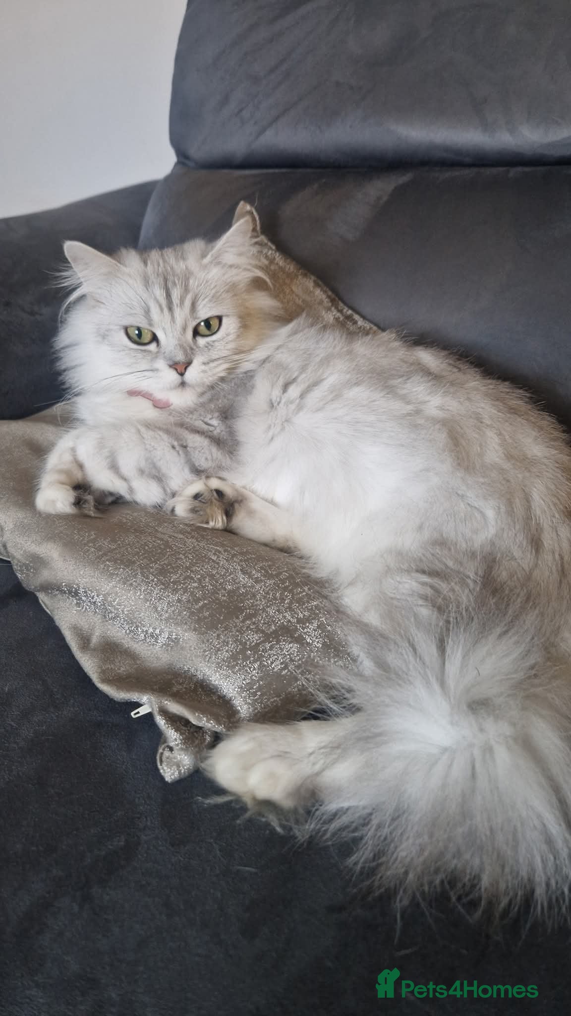 Persian cats for sale: Persian chinchilla  in Glasgow - Advert 3