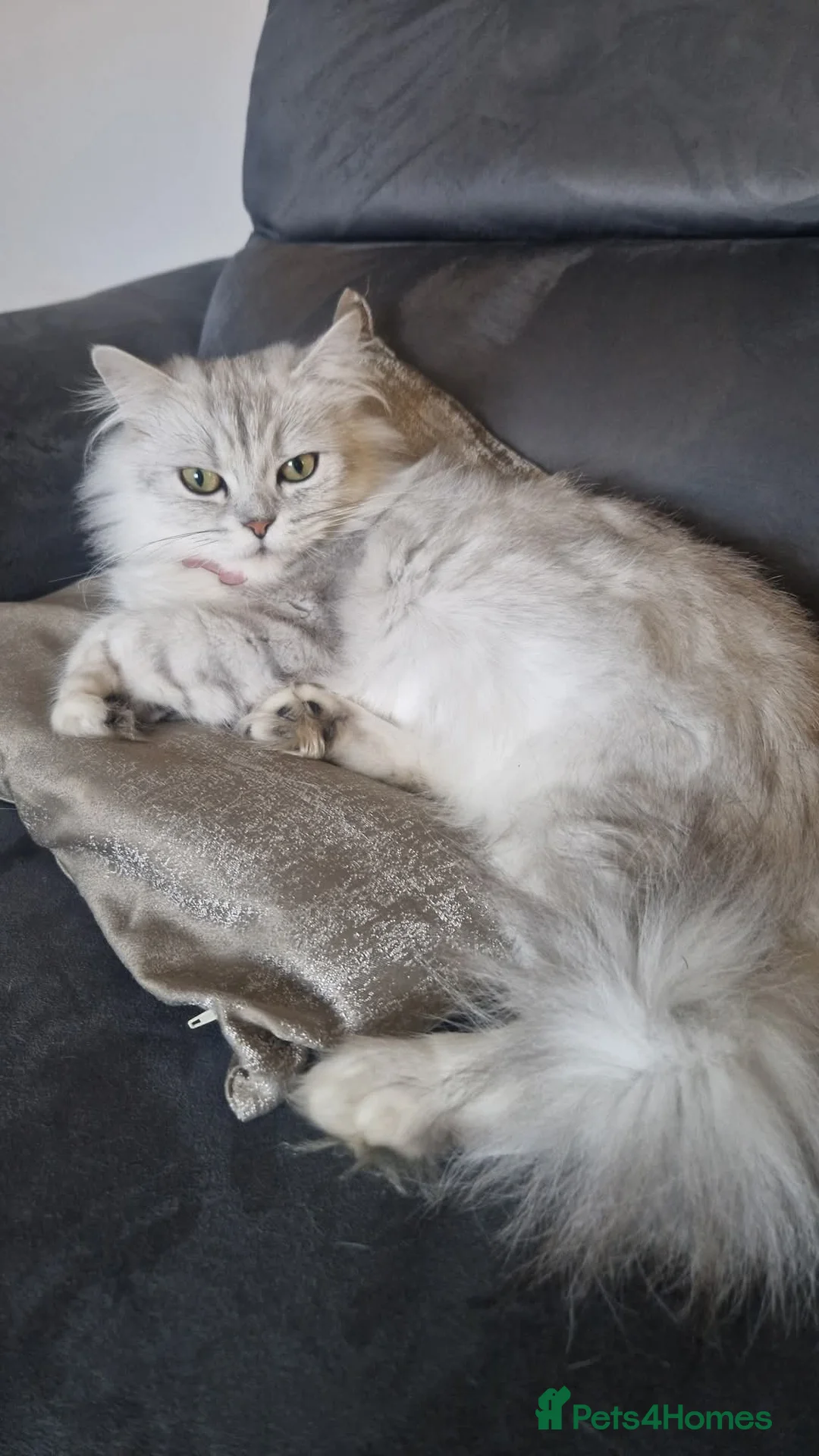 Persian cats for sale: Persian chinchilla  - Advert 9