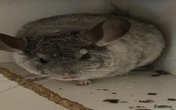 Chinchilla rodents for sale: Various chinchillas for sale  - Image 2