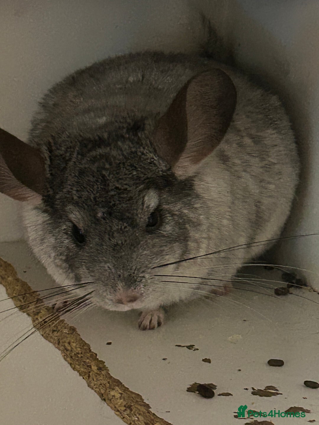 Chinchilla rodents for sale: Various chinchillas for sale  - Image 2