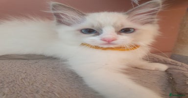 Ragdoll cats - Advert 12