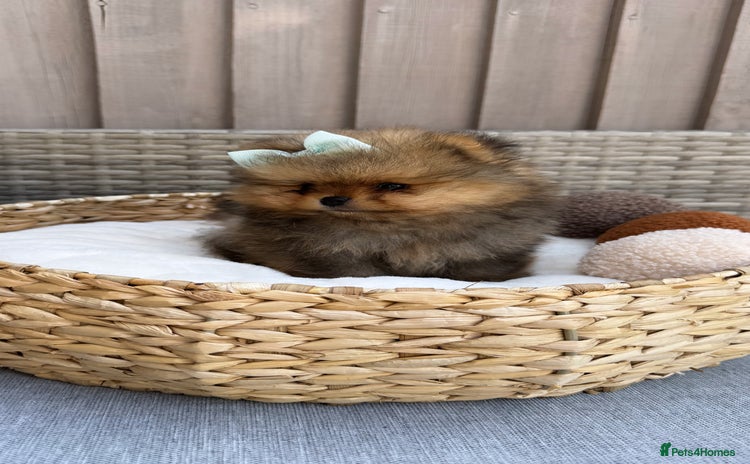 Pomeranian dogs - Advert 1