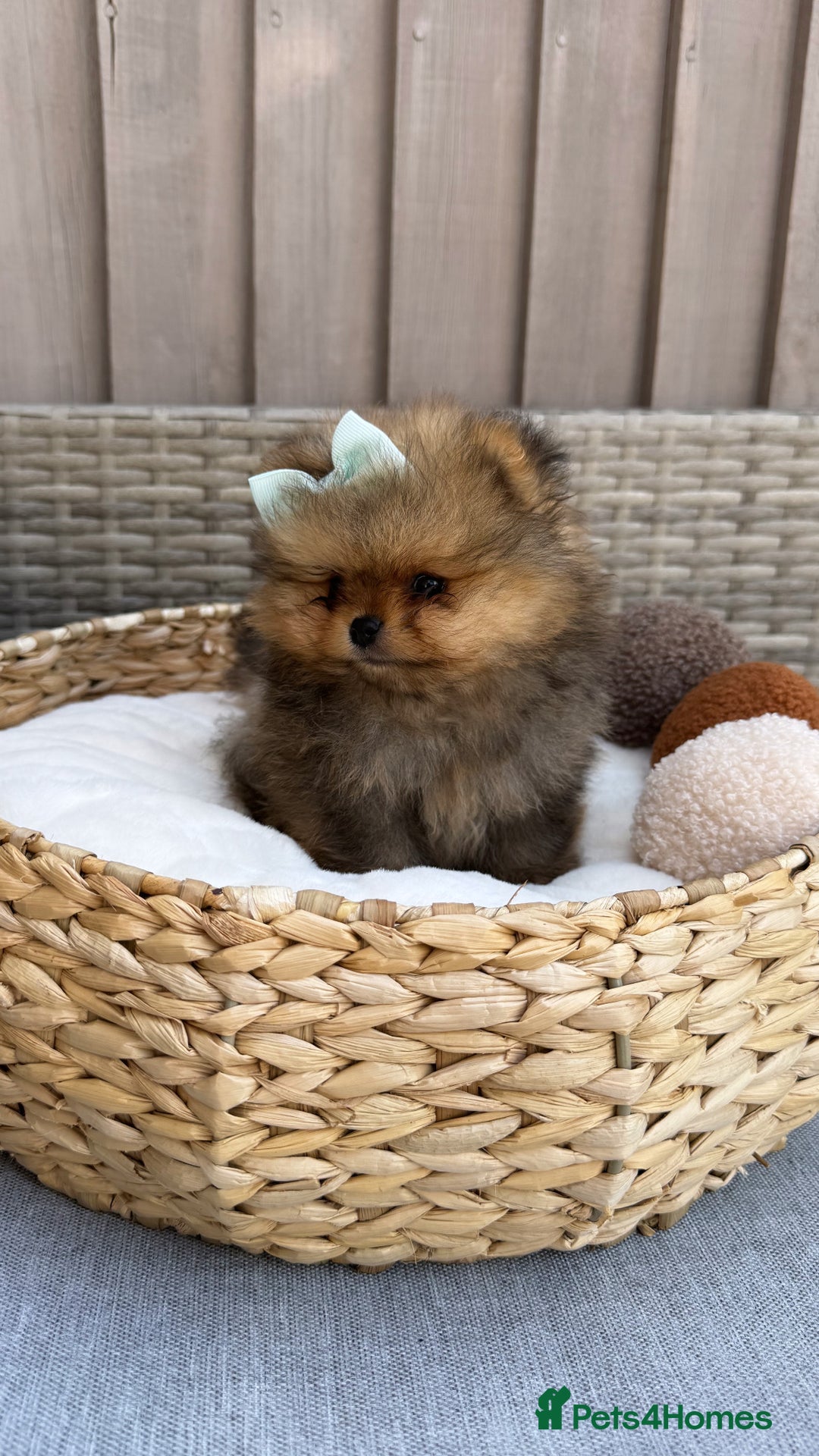 Pomeranian dogs for sale: LOOKING FOR THEIR FOREVER HOME ❤️ - Image 2