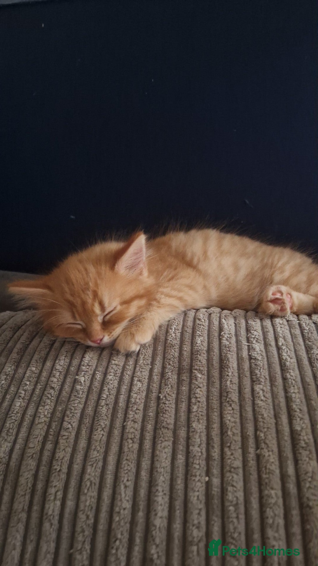 Mixed Breed cats for sale: 2 gorgeous kittens left  - Advert 5