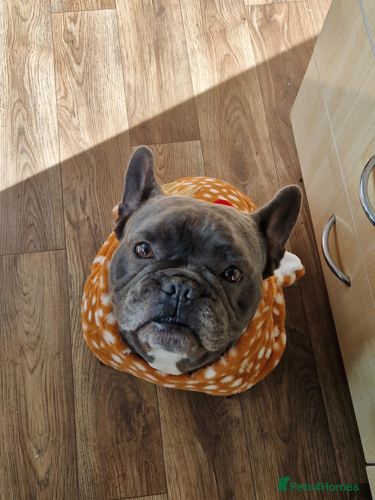 French Bulldog dogs Blue brindle 4yo male frenchie - Advert 3