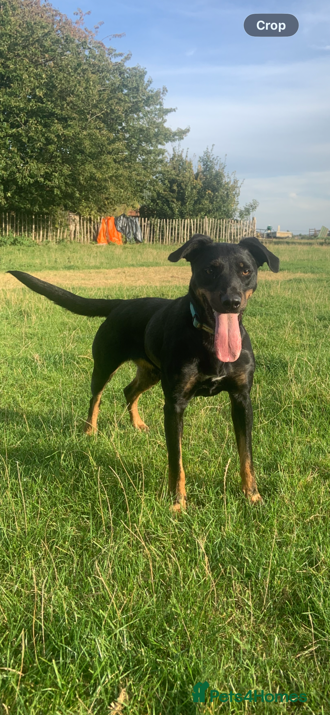 Mixed Breed dogs for sale: Blue merle x huntaway puppies - Advert 7