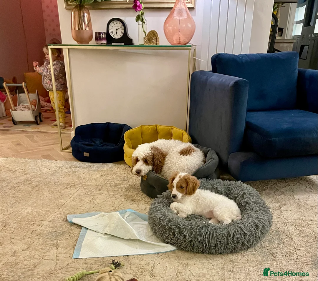 Cockapoo dogs for sale: 4 Month Cockapoo - Needing Her Forever Home 🐶🏡   - Advert 9