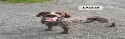 German Shorthaired Pointer dogs for sale: German Shorthaired Pointer Puppies (GSP) in Rhayader - Advert 20