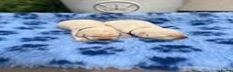 Labrador Retriever dogs for sale: Exquisite KC FTCH Labrador Puppies - Advert 21