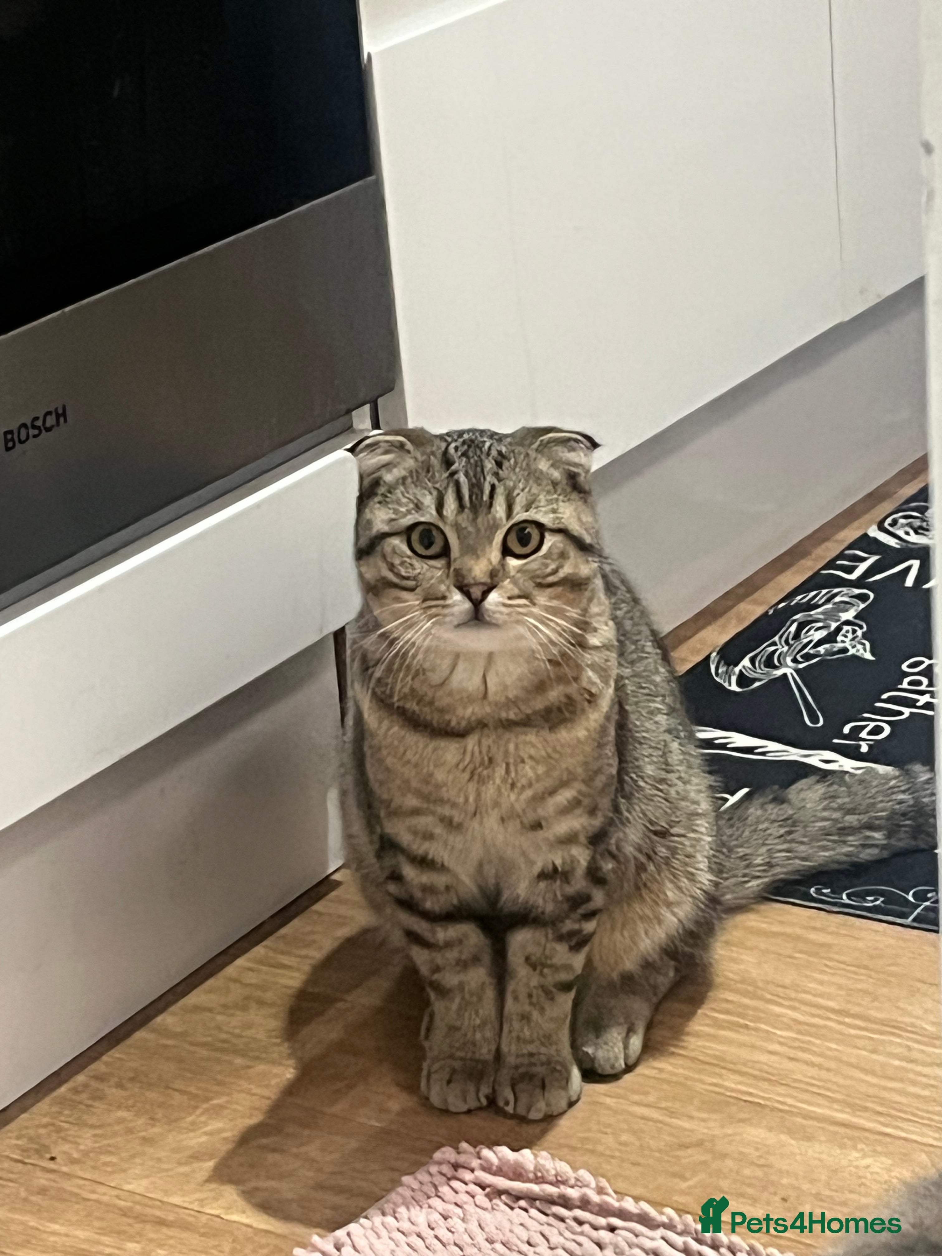 Scottish Fold cats Scottish fold male - Advert 1