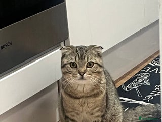 Scottish Fold cats Scottish fold male - Advert 1