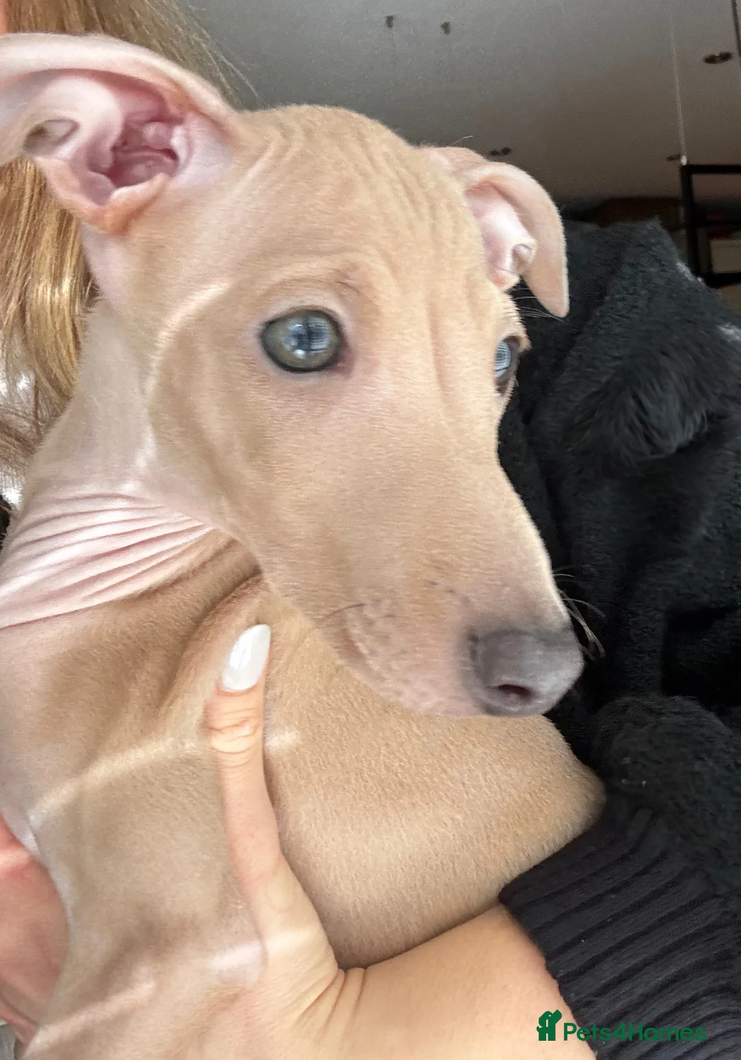 Italian Greyhound dogs for sale: Stunning KC Italian Greyhound Boy Low COI 0.5% - Advert 1