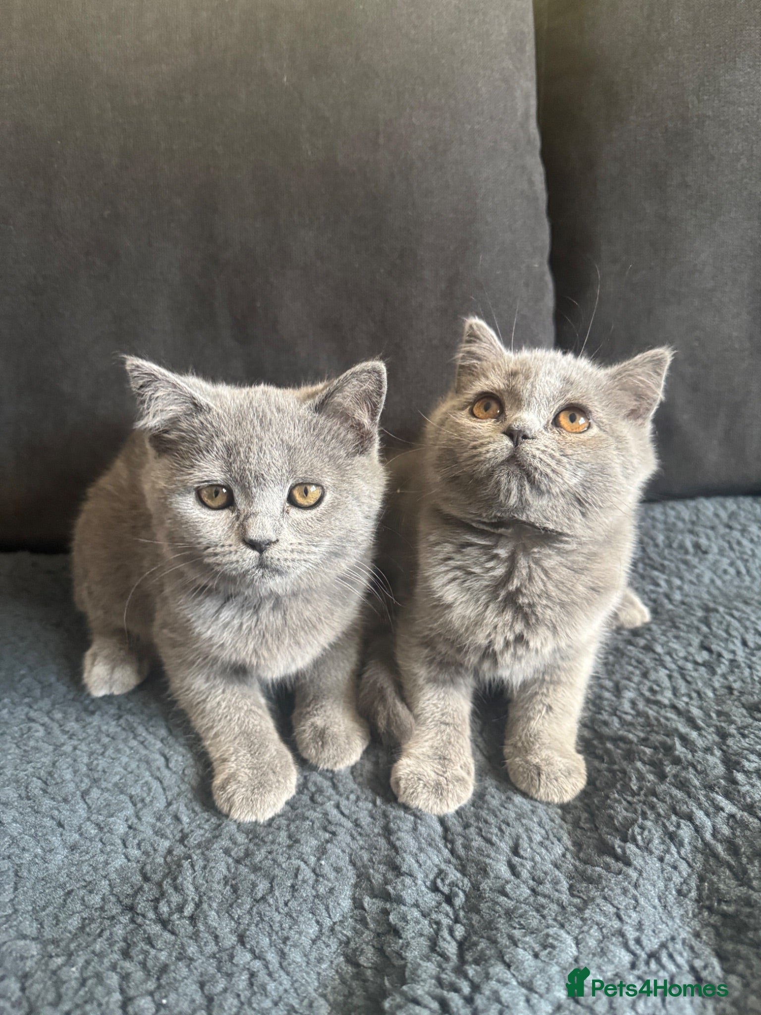 Scottish Fold cats Scottish fold/straight kittens - Advert 12