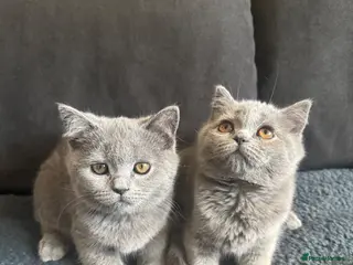 Scottish Fold cats Scottish fold/straight kittens - Advert 1