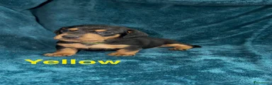 Miniature Dachshund 1
