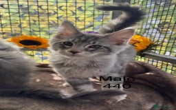 Maine Coon cats for sale: Registered GCCF Maine Coons - Image 4