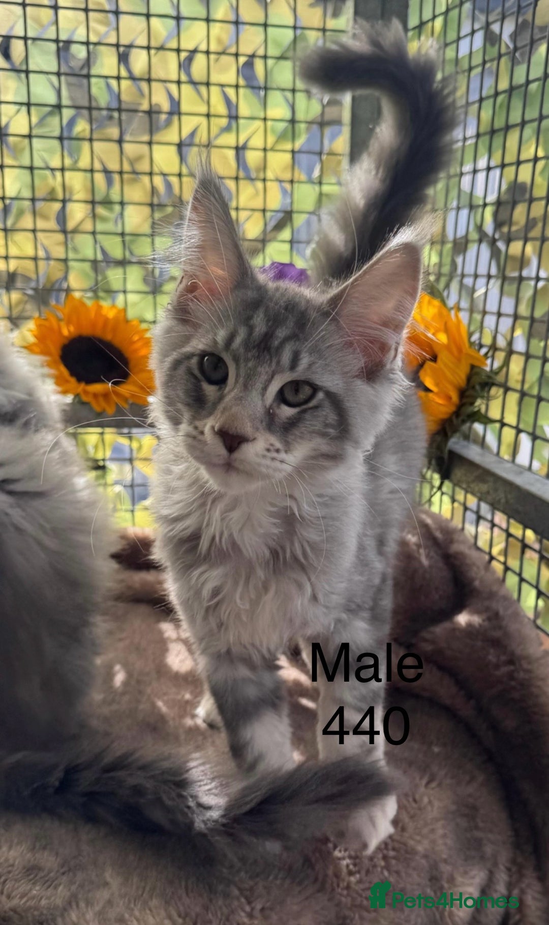 Maine Coon cats for sale: Registered GCCF Maine Coons - Image 4