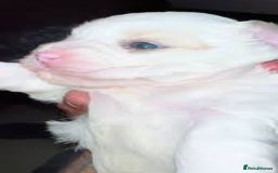 Maltese dogs for sale: ✨️ Beautiful Maltese Puppies 🐶 ✨️ - Image 2