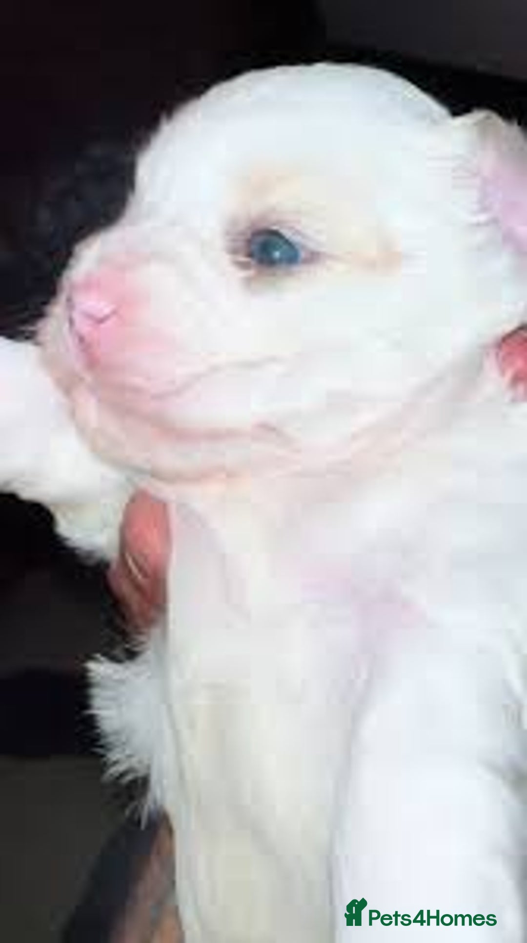 Maltese dogs for sale: ✨️ Beautiful Maltese Puppies 🐶 ✨️ - Image 2