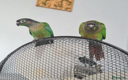 Conures birds for sale: Green Cheek Conure  - Image 10