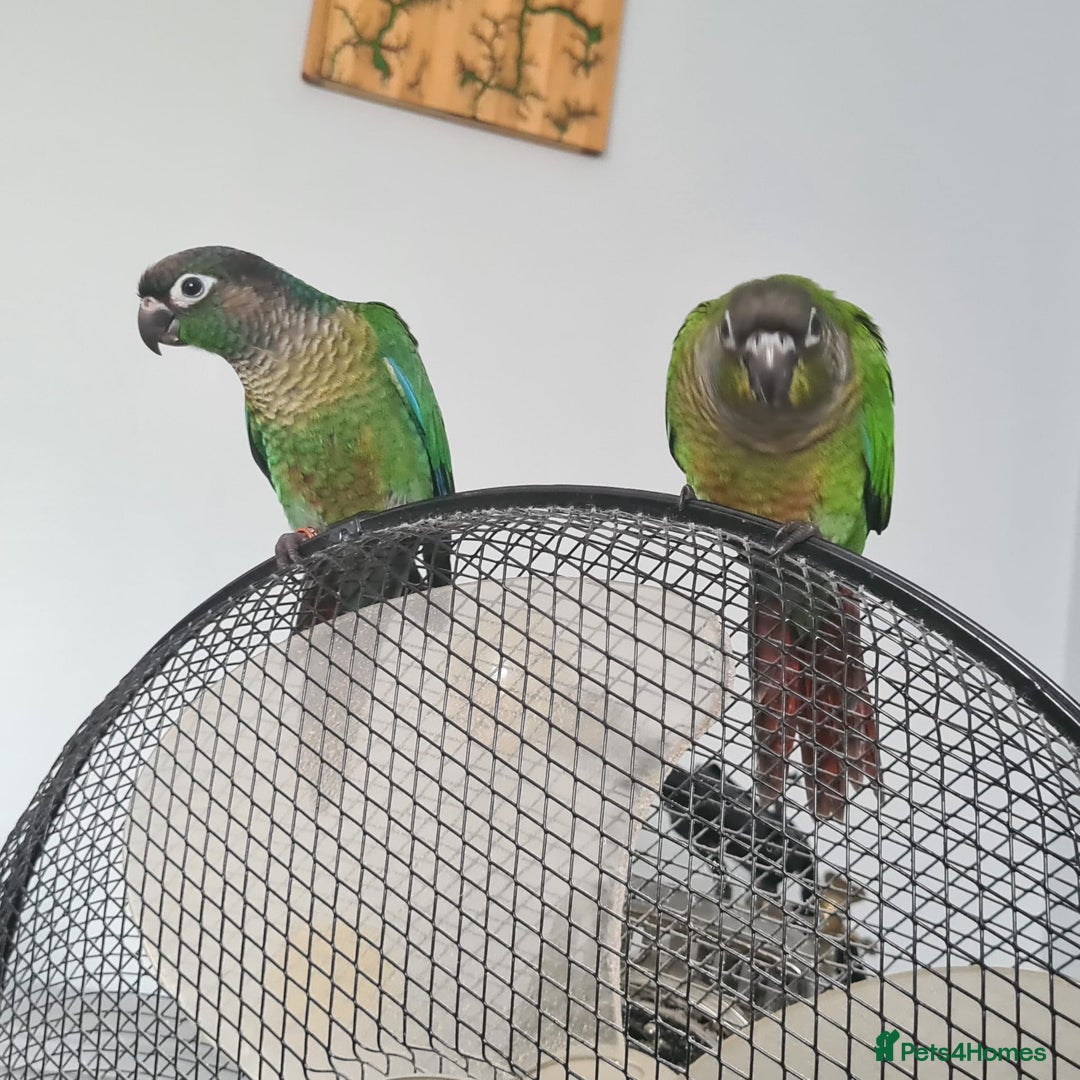 Conures birds for sale: Green Cheek Conure  - Image 10