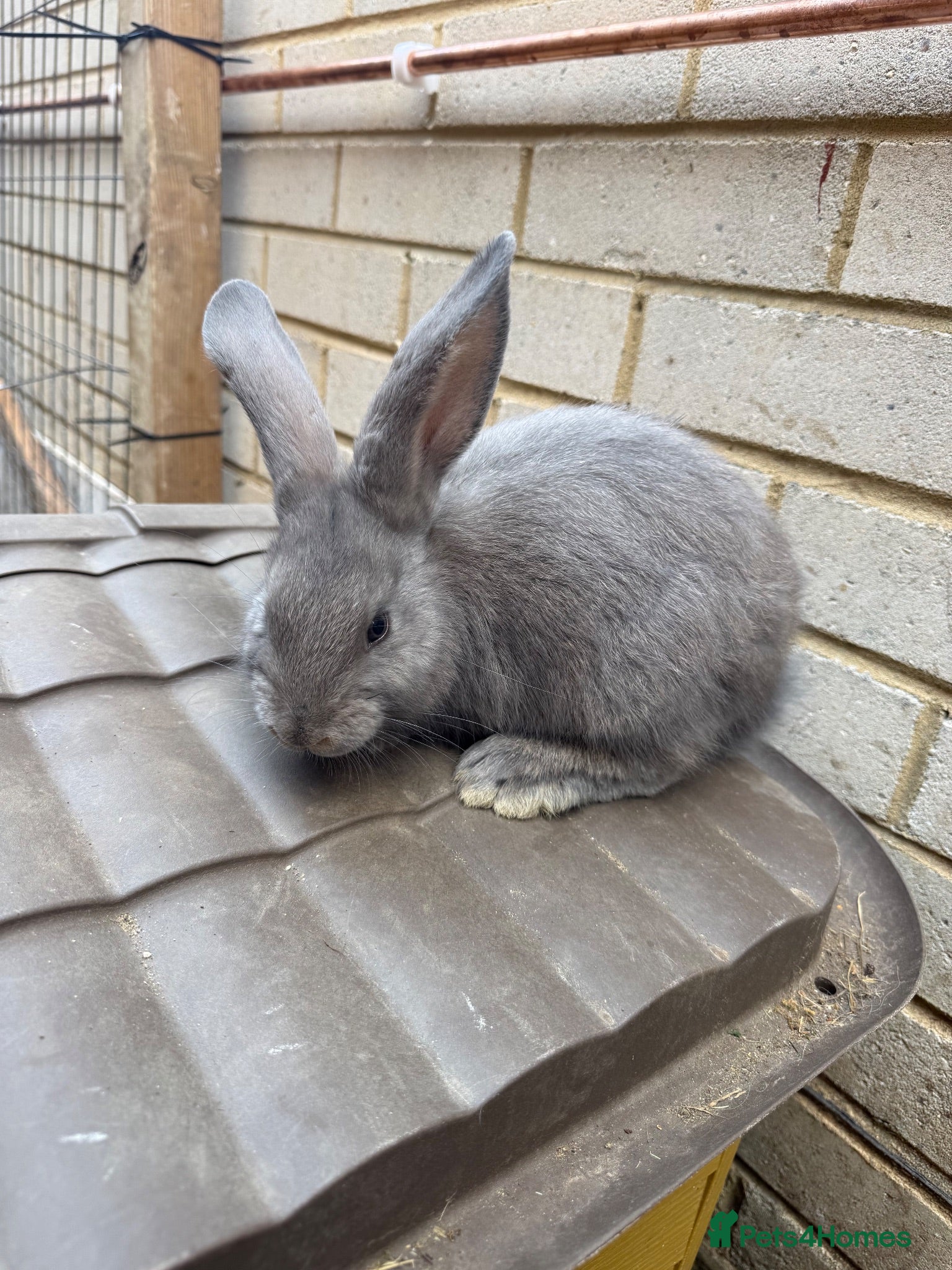 French Lop rabbits Ready to leave - 1 Buck Left 🩶  - Advert 1