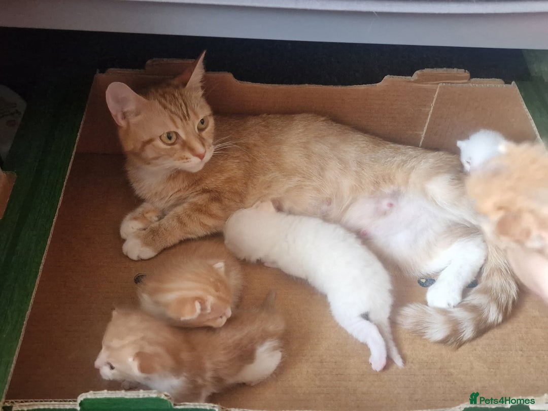 Maine Coon cats for sale: Lovely kitten's needing homes - Image 9