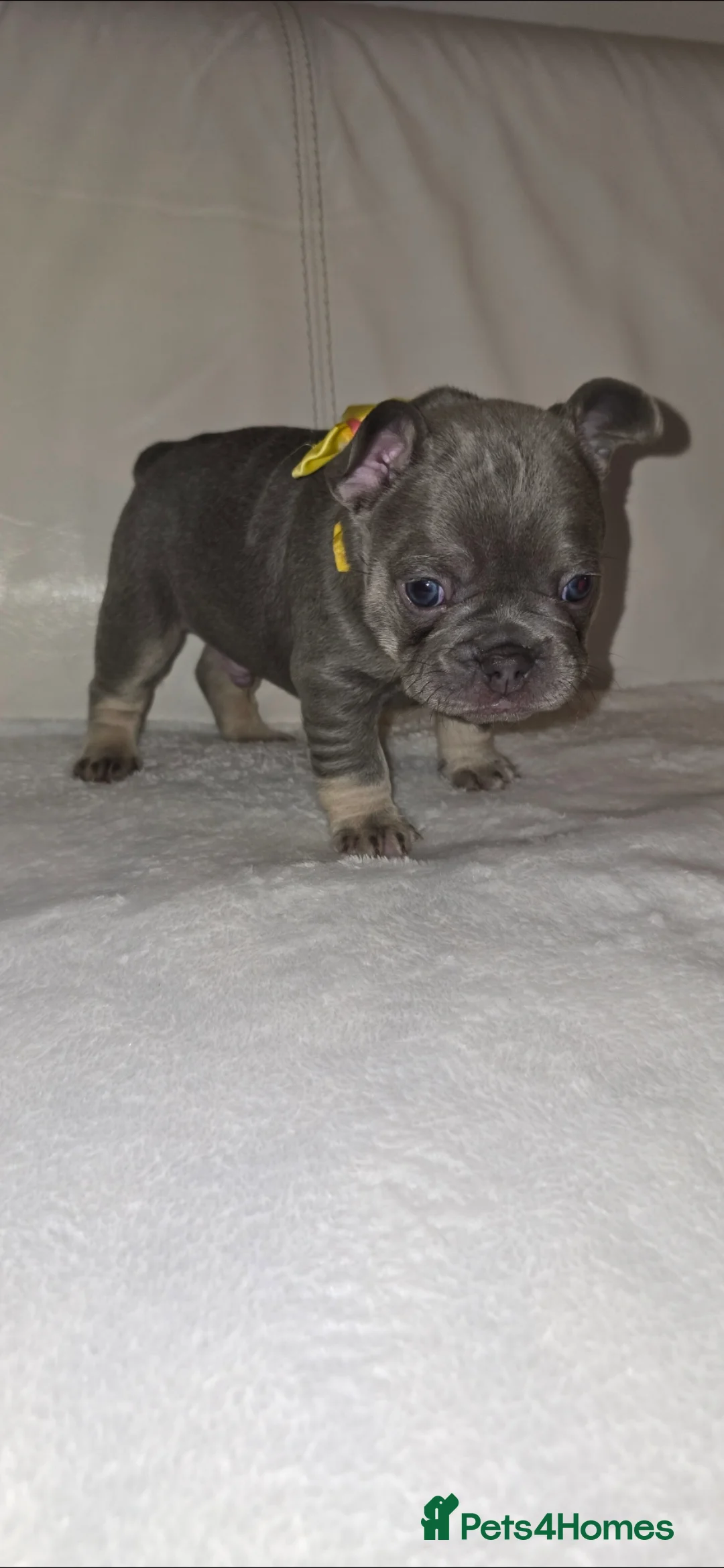 French Bulldog dogs for sale: French Bulldog puppies x 5 available  - Advert 6
