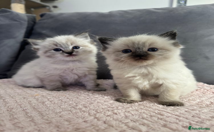 Ragdoll cats - Advert 4