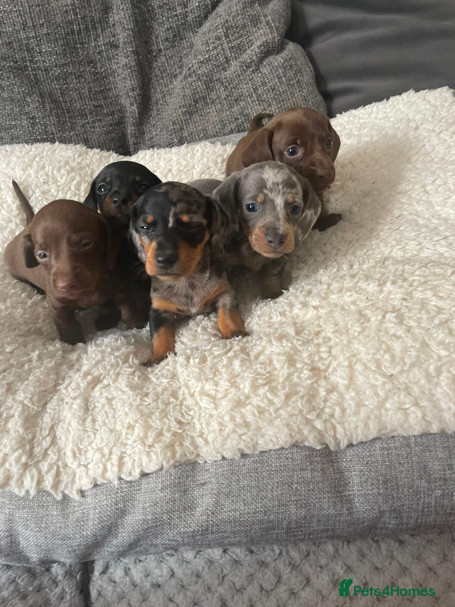 Miniature Dachshund dogs ONLY 4 LEFT Miniature Daschund Boys - Advert 1