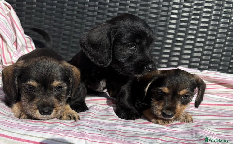 Mixed Breed dogs - Advert 3