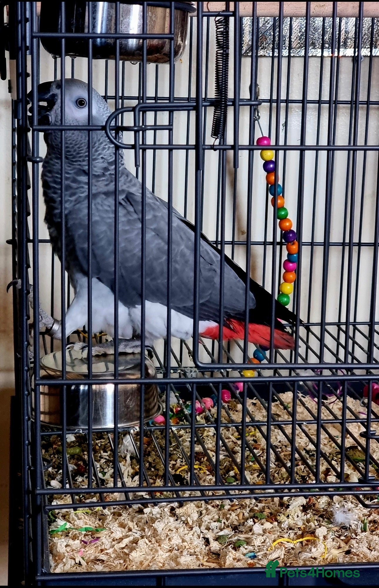 Parrots birds African grey Friendly, Intelligent and Talkative  - Advert 1