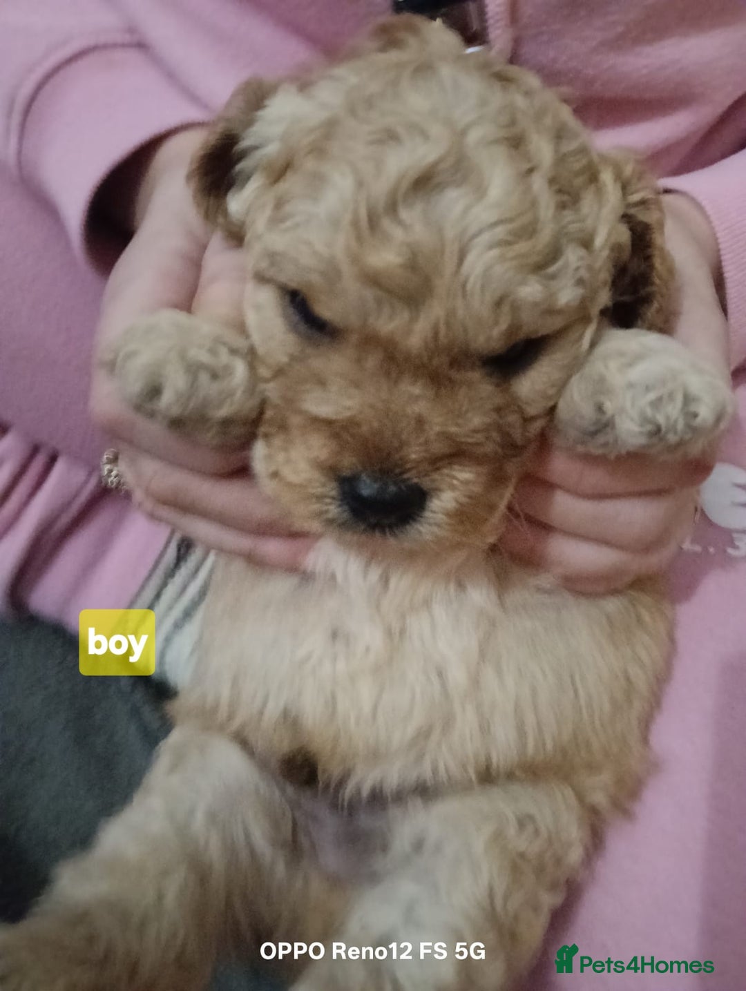 Cavapoo dogs for sale: Teddy bear cavapoo  - Advert 2